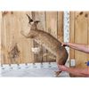 Image 5 : African Caracal Cat Full Body Taxidermy Mount