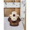 Image 1 : Canadian Black Bear Skull Taxidermy