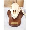 Image 2 : Canadian Black Bear Skull Taxidermy