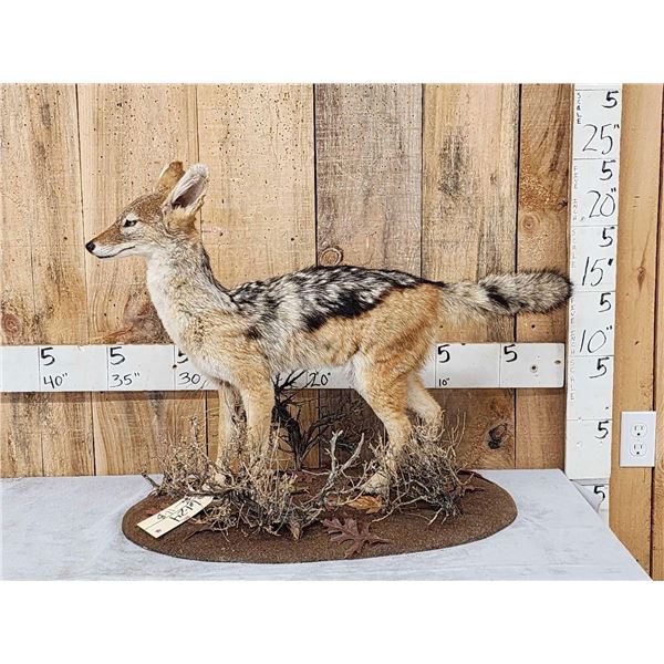 African Black Back Jackal Full Body Taxidermy Mount