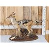 Image 1 : African Black Back Jackal Full Body Taxidermy Mount