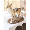 Image 3 : African Black Back Jackal Full Body Taxidermy Mount