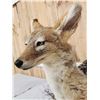 Image 4 : African Black Back Jackal Full Body Taxidermy Mount