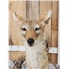 Image 5 : African Black Back Jackal Full Body Taxidermy Mount