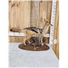Image 6 : African Black Back Jackal Full Body Taxidermy Mount