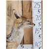 Image 7 : African Black Back Jackal Full Body Taxidermy Mount