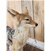 Image 8 : African Black Back Jackal Full Body Taxidermy Mount
