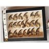 Image 3 : 20 Black Bear Claws Taxidermy
