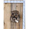 Image 1 : 2 Baby Raccoons Playing On A Log Full Body Taxidermy Mount