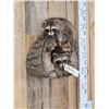Image 2 : 2 Baby Raccoons Playing On A Log Full Body Taxidermy Mount
