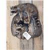 Image 3 : 2 Baby Raccoons Playing On A Log Full Body Taxidermy Mount