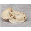Image 5 : African Chakma Baboon Skull On Plaque Taxidermy