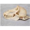 Image 6 : African Chakma Baboon Skull On Plaque Taxidermy