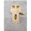 Image 7 : African Chakma Baboon Skull On Plaque Taxidermy