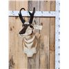 Image 1 : Pronghorn Antelope Shoulder Mount Taxidermy