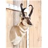Image 3 : Pronghorn Antelope Shoulder Mount Taxidermy
