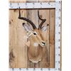 Image 1 : African Impala Shoulder Mount Taxidermy