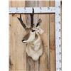 Image 1 : Pronghorn Antelope Shoulder Mount Taxidermy