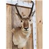 Image 2 : Pronghorn Antelope Shoulder Mount Taxidermy