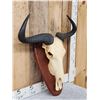 Image 2 : African Blue Wildebeest Skull On Plaque Taxidermy