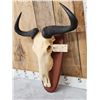 Image 3 : African Blue Wildebeest Skull On Plaque Taxidermy