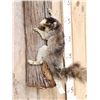 Image 2 : Fox Squirrel Climbing A Tree Full Body Taxidermy Mount