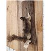 Image 4 : Fox Squirrel Climbing A Tree Full Body Taxidermy Mount