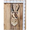 Image 1 : Pronghorn Antelope Shoulder Mount Taxidermy