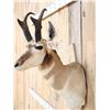 Image 2 : Pronghorn Antelope Shoulder Mount Taxidermy