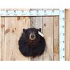 Image 1 : Bkack Bear Shoulder Mount Taxidermy