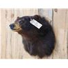 Image 2 : Bkack Bear Shoulder Mount Taxidermy