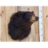 Image 3 : Bkack Bear Shoulder Mount Taxidermy