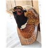 Image 2 : Ringneck Pheasant Shoulder Mount Bird Taxidermy