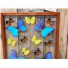 Image 3 : Frame Of 22 Beautiful Butterflies Taxidermy