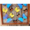 Image 5 : Frame Of 22 Beautiful Butterflies Taxidermy