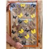 Image 6 : Frame Of 22 Beautiful Butterflies Taxidermy