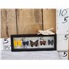 Image 1 : Frame Of 5 Beautiful Butterflies Taxidermy