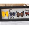 Image 3 : Frame Of 5 Beautiful Butterflies Taxidermy