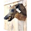 Image 2 : Wild Boar Hog Shoulder Mount Taxidermy