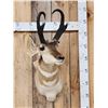 Image 1 : Pronghorn Antelope Shoulder Mount Taxidermy