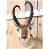 Image 3 : Pronghorn Antelope Shoulder Mount Taxidermy