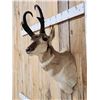 Image 4 : Pronghorn Antelope Shoulder Mount Taxidermy