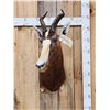 Image 1 : African Blesbok Shoulder Mount Taxidermy