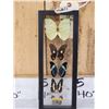 Image 4 : Frame Of 5 Beautiful Butterflies Taxidermy
