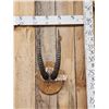 Image 1 : African Roan Antelope Horns On Plaque