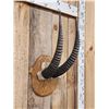 Image 3 : African Roan Antelope Horns On Plaque