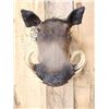 Image 2 : African Warthog Shoulder Mount Taxidermy