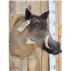Image 4 : African Warthog Shoulder Mount Taxidermy