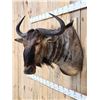 Image 2 : African Blue Wildebeest Shoulder Mount Taxidermy