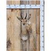 Image 1 : African Reedbuck Shoulder Mount Taxidermy